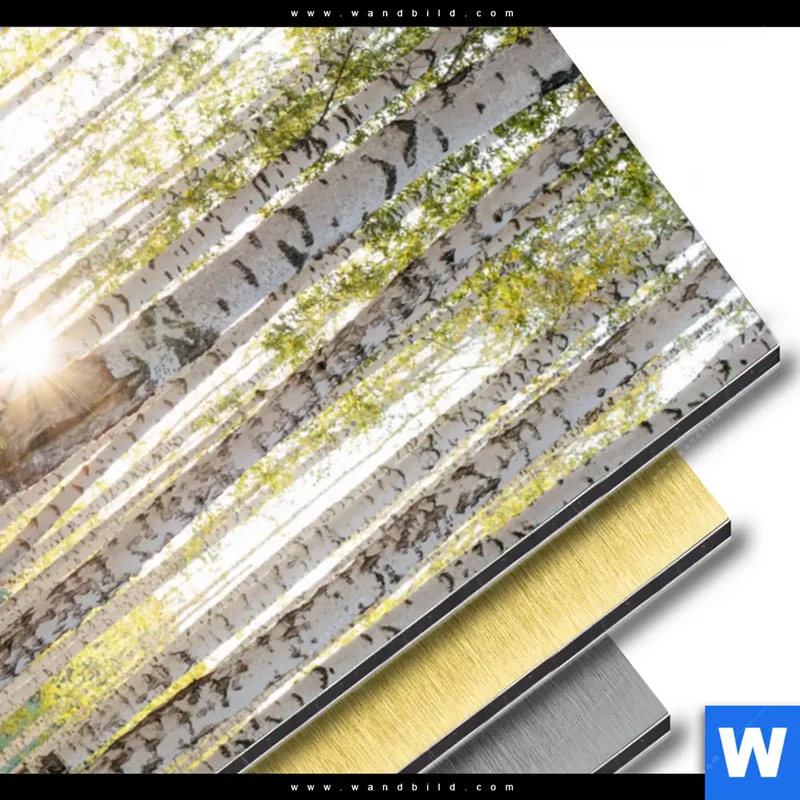 Aluminiumbild gebürstet | Sonnenlicht im Birkenwald | Hochformat