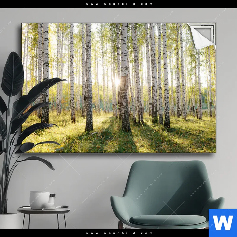 Spannbild | Sonnenlicht im Birkenwald | Querformat