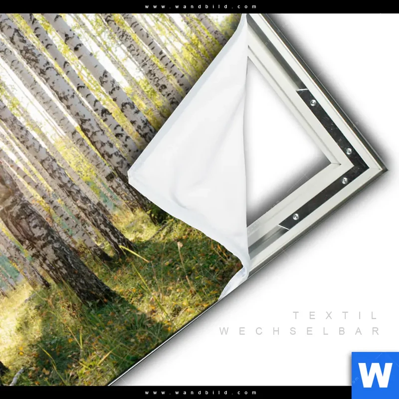 Spannbild | Sonnenlicht im Birkenwald | Querformat