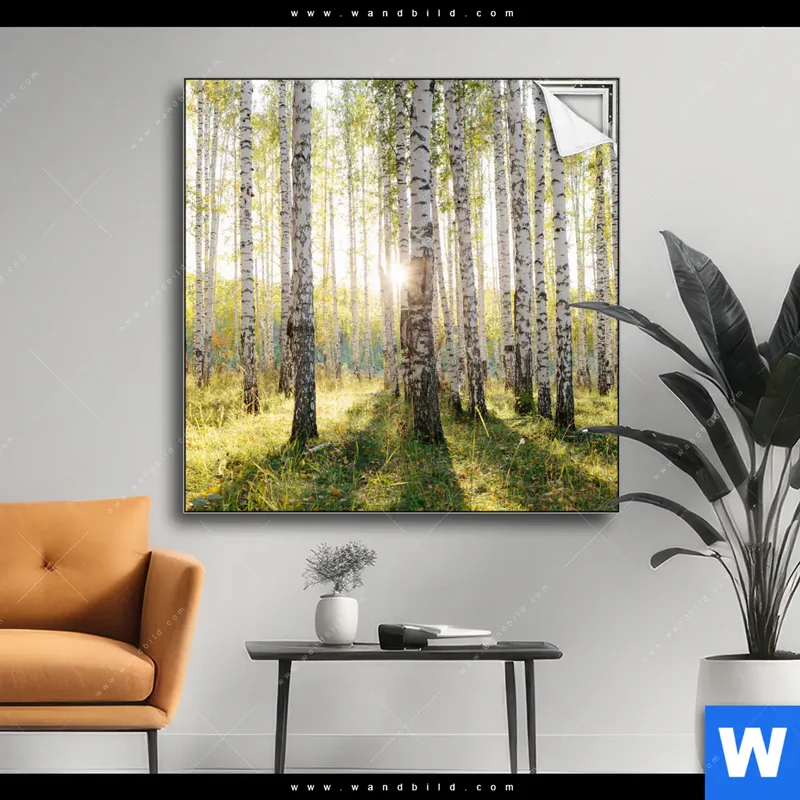Spannbild | Sonnenlicht im Birkenwald | Quadrat