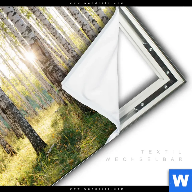 Spannbild | Sonnenlicht im Birkenwald | Quadrat