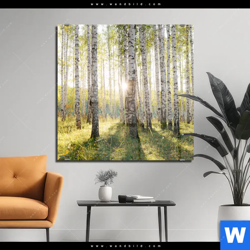 Acrylglasbild | Sonnenlicht im Birkenwald | Quadrat