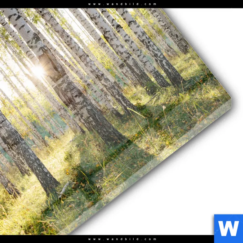 Acrylglasbild | Sonnenlicht im Birkenwald | Quadrat