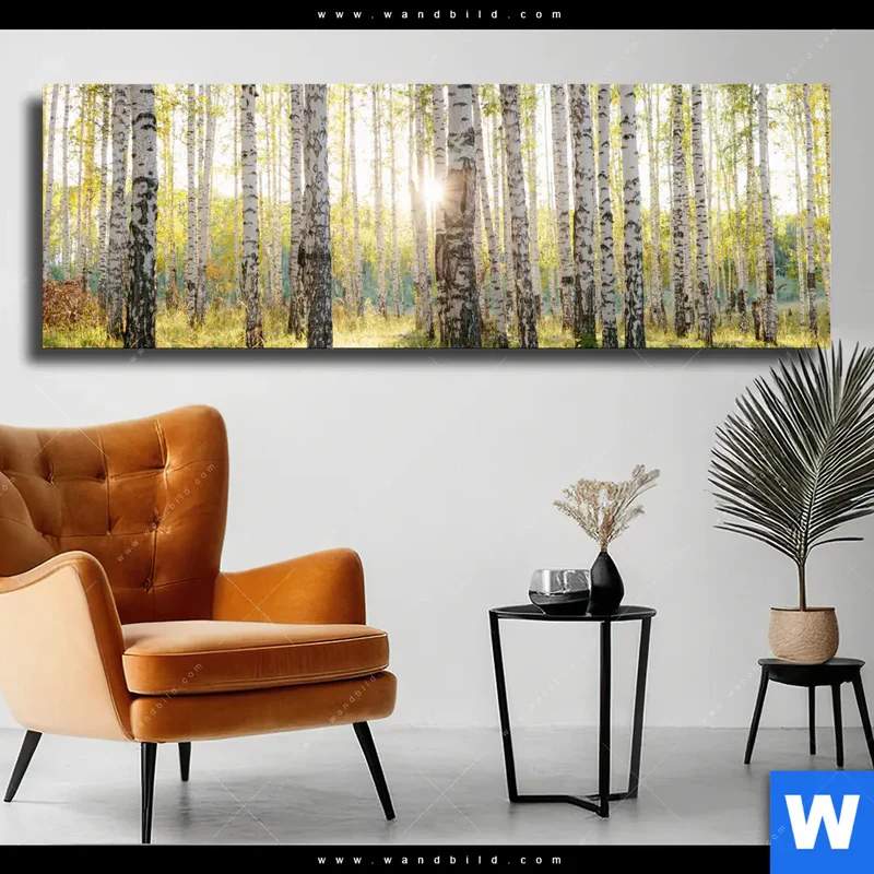 Leinwandbild | Sonnenlicht im Birkenwald | Panorama