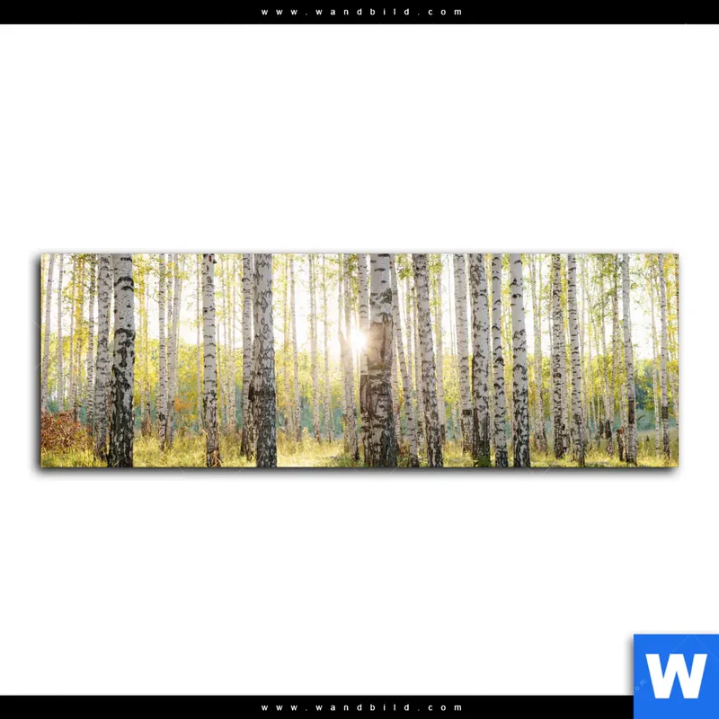 Leinwandbild | Sonnenlicht im Birkenwald | Panorama