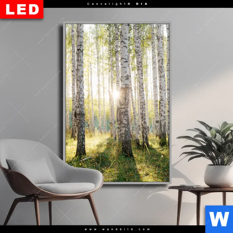 Wechselmotiv Acrylglas Canvalight® DIA | Sonnenlicht im Birkenwald | Hochformat