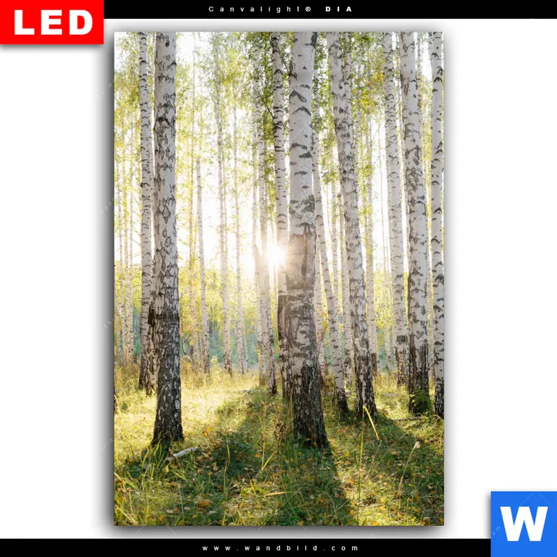 Wechselmotiv Acrylglas Canvalight® DIA | Sonnenlicht im Birkenwald | Hochformat