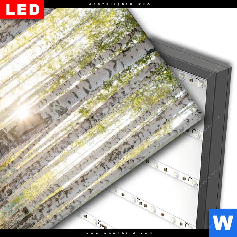 Wechselmotiv Acrylglas Canvalight® DIA | Sonnenlicht im Birkenwald | Hochformat