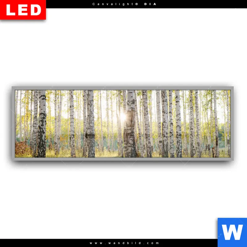 Leuchtbild Acrylglas Canvalight® DIA | Sonnenlicht im Birkenwald | Panorama