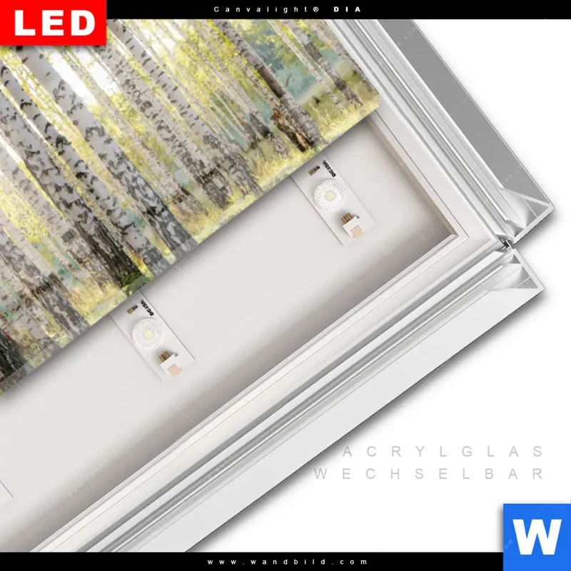 Leuchtbild Acrylglas Canvalight® DIA | Sonnenlicht im Birkenwald | Panorama