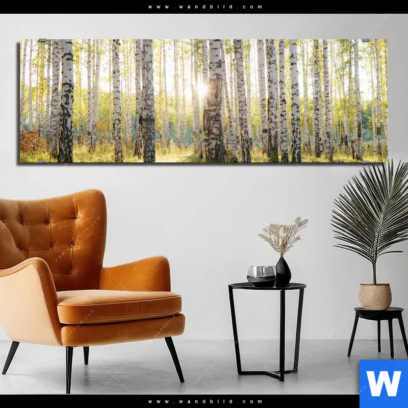 Alu-Dibond Bild | Sonnenlicht im Birkenwald | Panorama