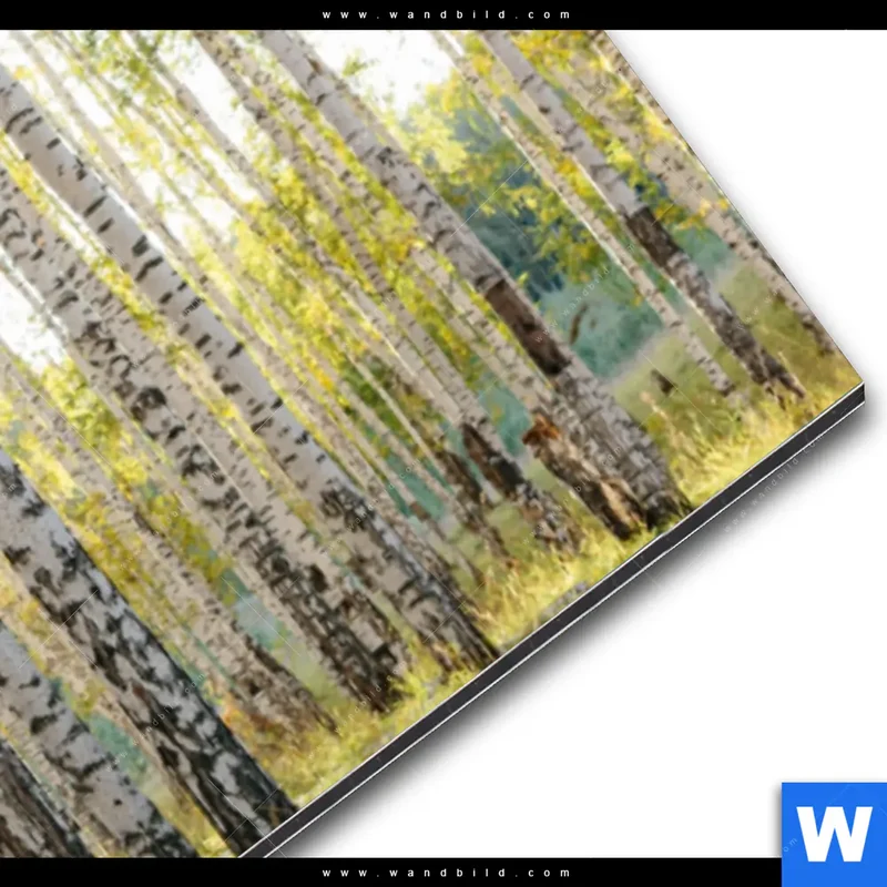 Alu-Dibond Bild | Sonnenlicht im Birkenwald | Panorama