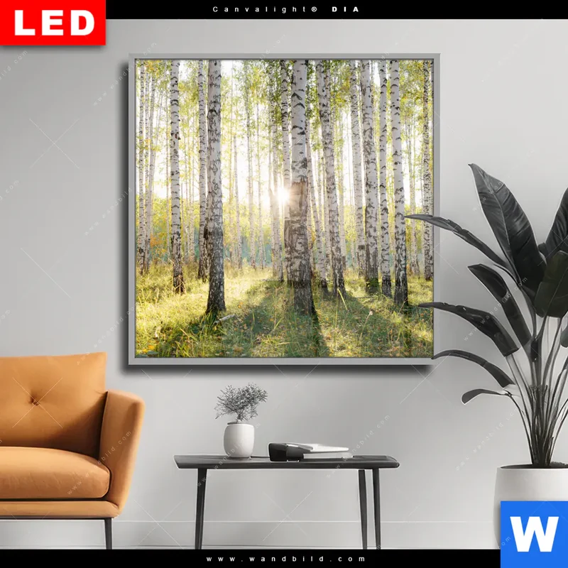 Wechselmotiv Acrylglas Canvalight® DIA | Sonnenlicht im Birkenwald | Quadrat