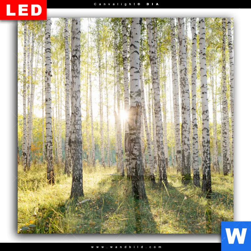 Wechselmotiv Acrylglas Canvalight® DIA | Sonnenlicht im Birkenwald | Quadrat