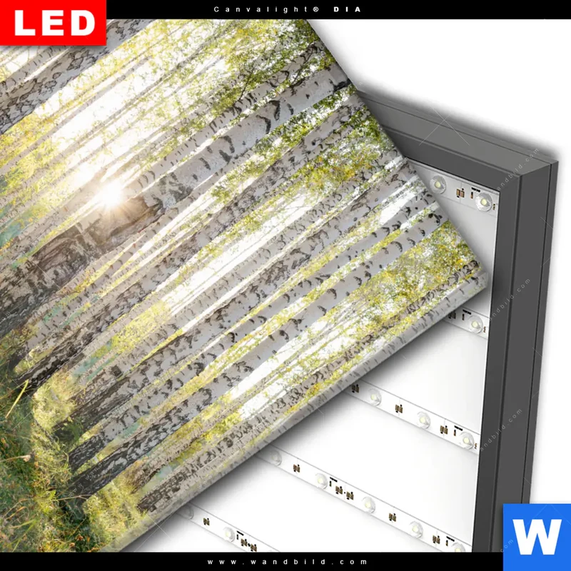 Wechselmotiv Acrylglas Canvalight® DIA | Sonnenlicht im Birkenwald | Quadrat