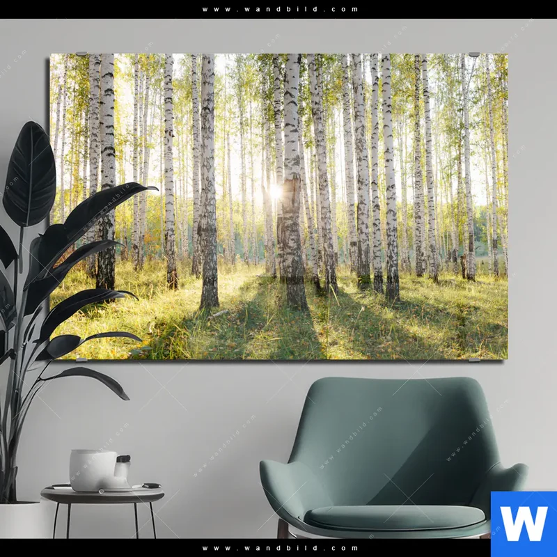 Acrylglasbild | Sonnenlicht im Birkenwald | Querformat