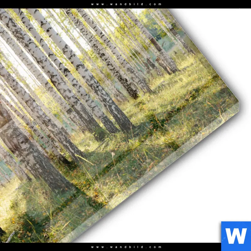 Acrylglasbild | Sonnenlicht im Birkenwald | Querformat
