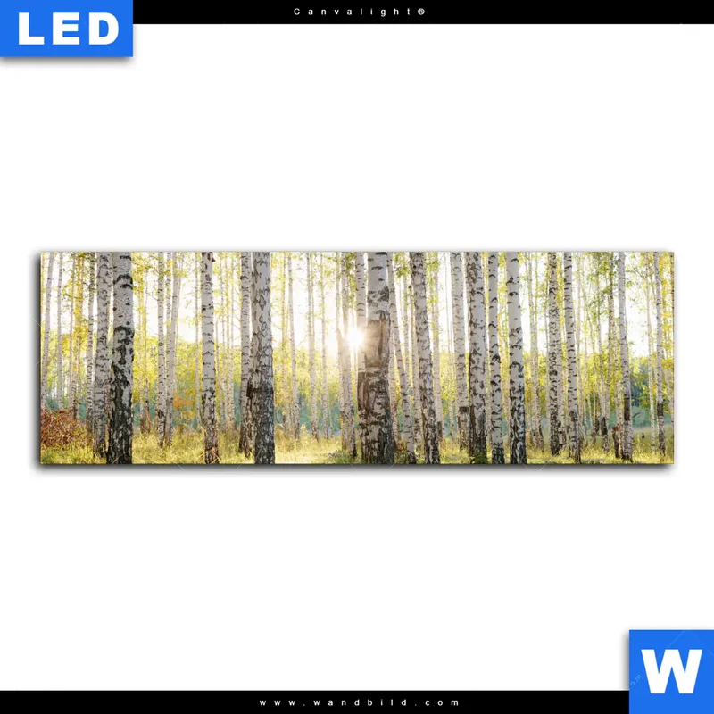 Canvalight® Leuchtbild | Sonnenlicht im Birkenwald | Panorama