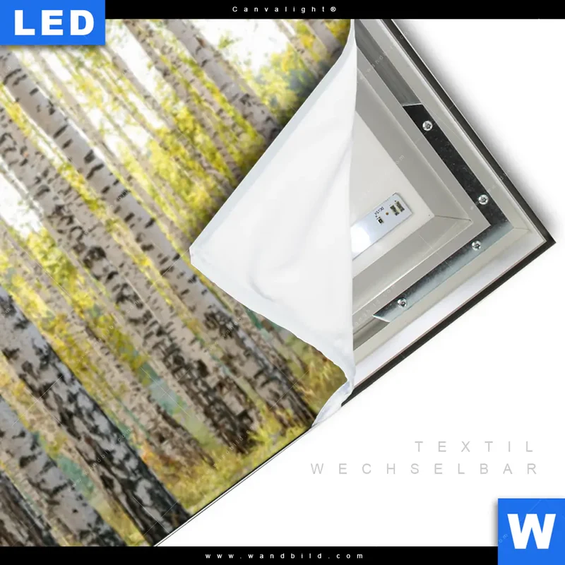 Canvalight® Leuchtbild | Sonnenlicht im Birkenwald | Panorama