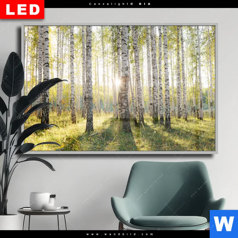 Wechselmotiv Acrylglas Canvalight® DIA | Sonnenlicht im Birkenwald | Querformat