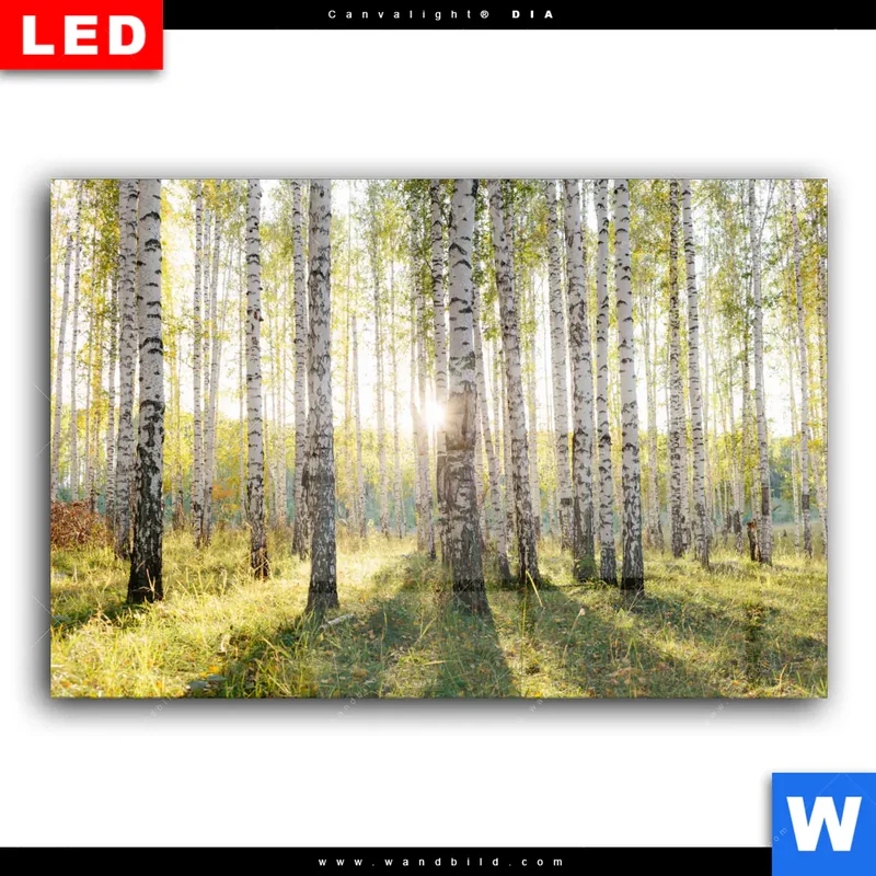 Wechselmotiv Acrylglas Canvalight® DIA | Sonnenlicht im Birkenwald | Querformat