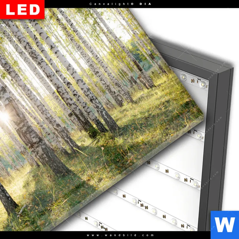 Wechselmotiv Acrylglas Canvalight® DIA | Sonnenlicht im Birkenwald | Querformat