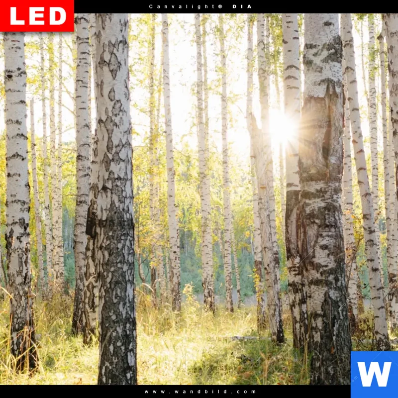 Wechselmotiv Acrylglas Canvalight® DIA | Sonnenlicht im Birkenwald | Querformat