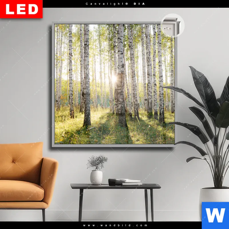 Leuchtbild Acrylglas Canvalight® DIA | Sonnenlicht im Birkenwald | Quadrat