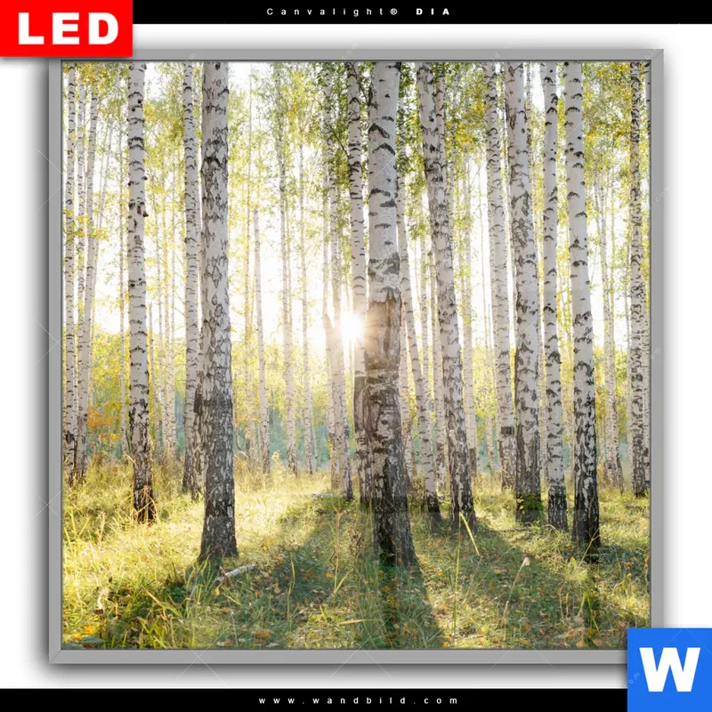 Leuchtbild Acrylglas Canvalight® DIA | Sonnenlicht im Birkenwald | Quadrat