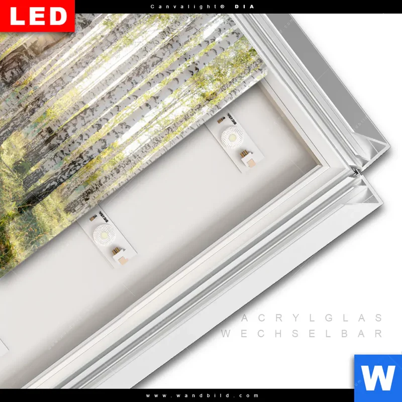Leuchtbild Acrylglas Canvalight® DIA | Sonnenlicht im Birkenwald | Quadrat