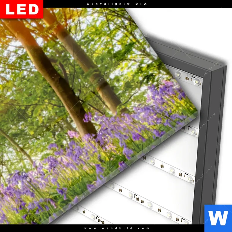 Wechselmotiv Acrylglas Canvalight® DIA | Frühlingserwachen zwischen Bäumen | Panorama