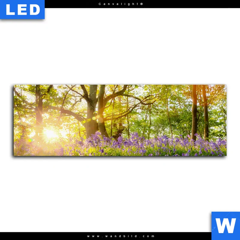 Canvalight® Leuchtbild | Frühlingserwachen zwischen Bäumen | Panorama