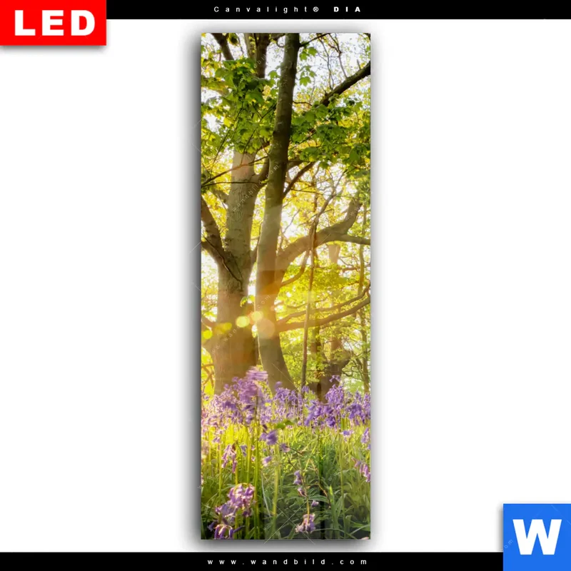 Wechselmotiv Acrylglas Canvalight® DIA | Frühlingserwachen zwischen Bäumen | Schmal