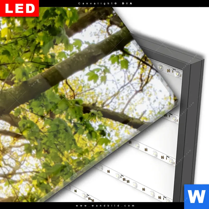 Wechselmotiv Acrylglas Canvalight® DIA | Frühlingserwachen zwischen Bäumen | Schmal