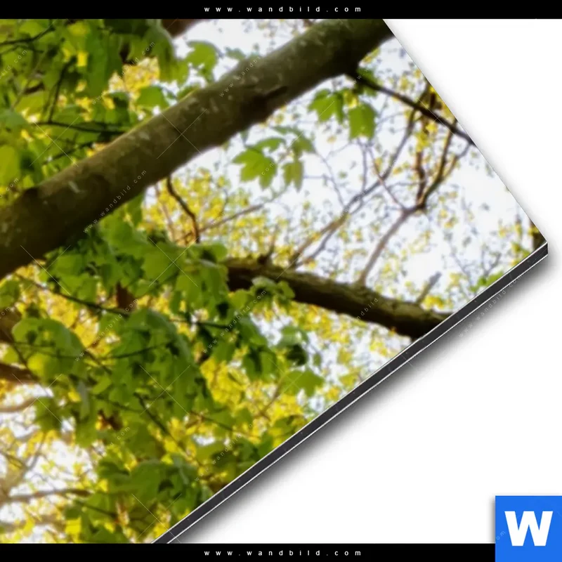 Alu-Dibond Bild | Frühlingserwachen zwischen Bäumen | Schmal