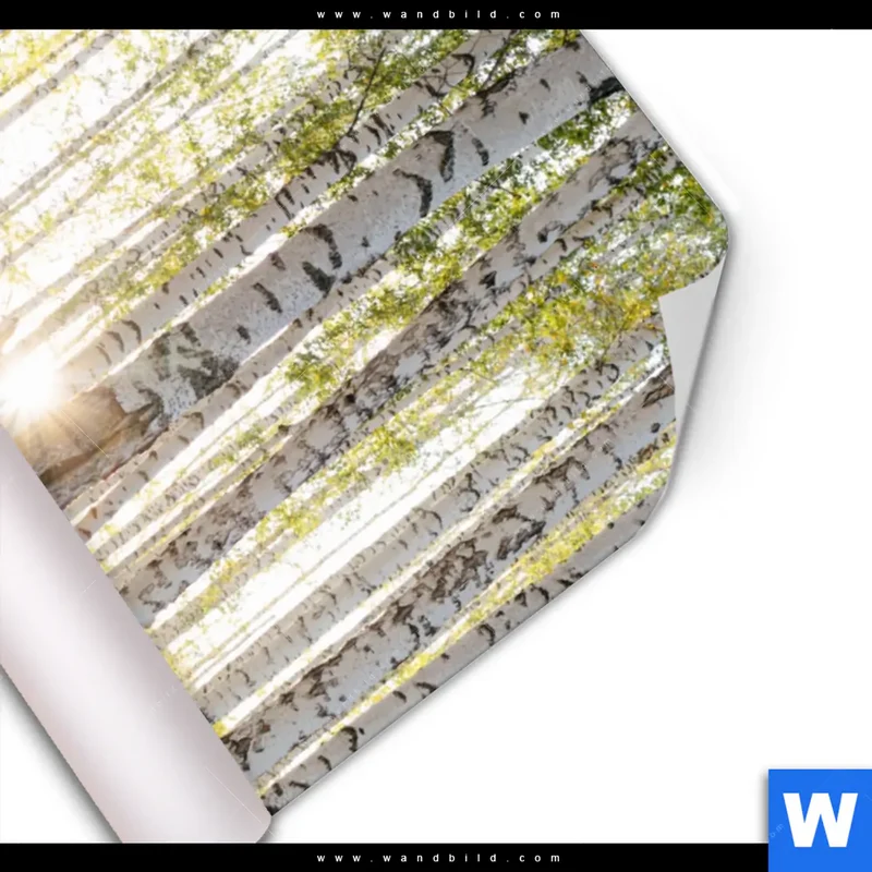 Poster | Sonnenlicht im Birkenwald | Hochformat