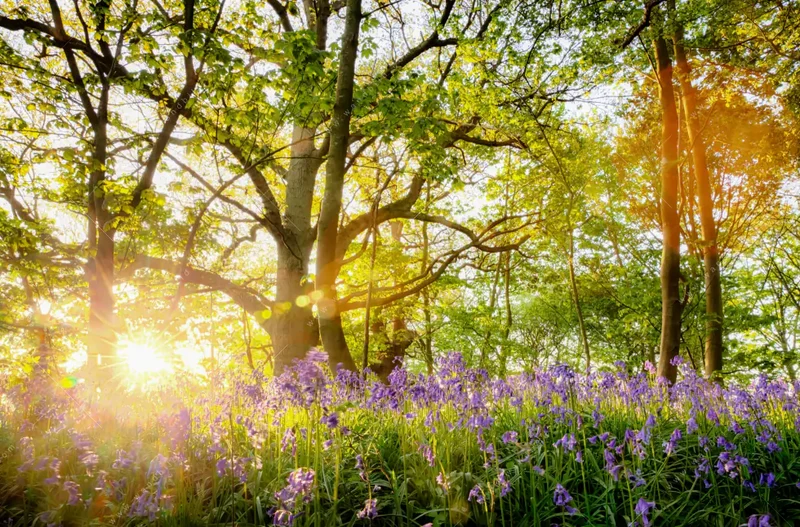 Spannbild | Frühlingserwachen zwischen Bäumen | Schmal