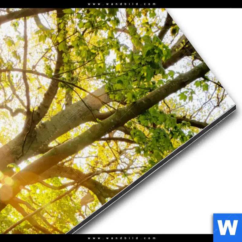Alu-Dibond Bild | Frühlingserwachen zwischen Bäumen | Hochformat