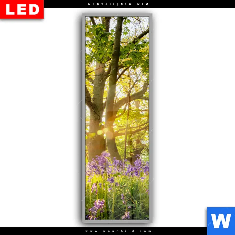 Leuchtbild Acrylglas Canvalight® DIA | Frühlingserwachen zwischen Bäumen | Schmal