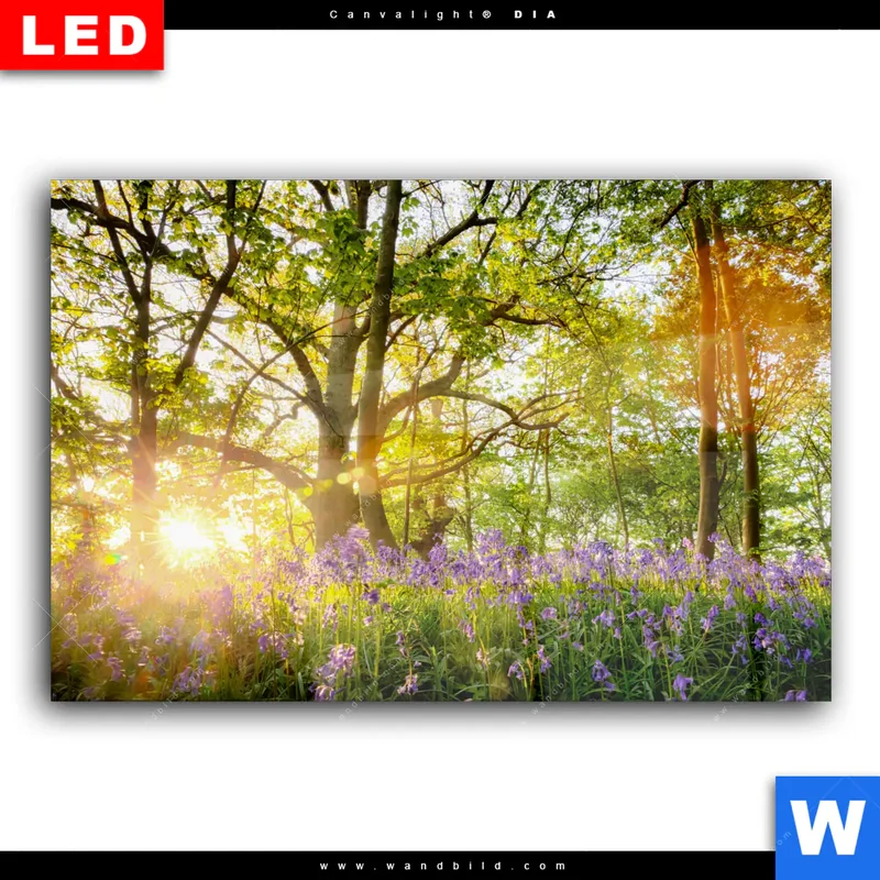 Wechselmotiv Acrylglas Canvalight® DIA | Frühlingserwachen zwischen Bäumen | Querformat