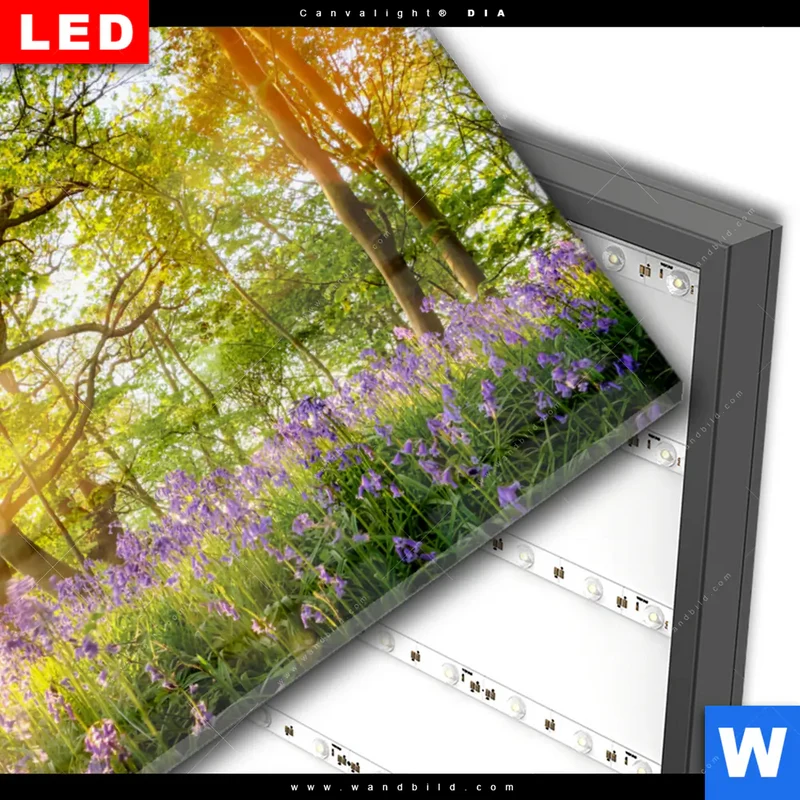 Wechselmotiv Acrylglas Canvalight® DIA | Frühlingserwachen zwischen Bäumen | Querformat