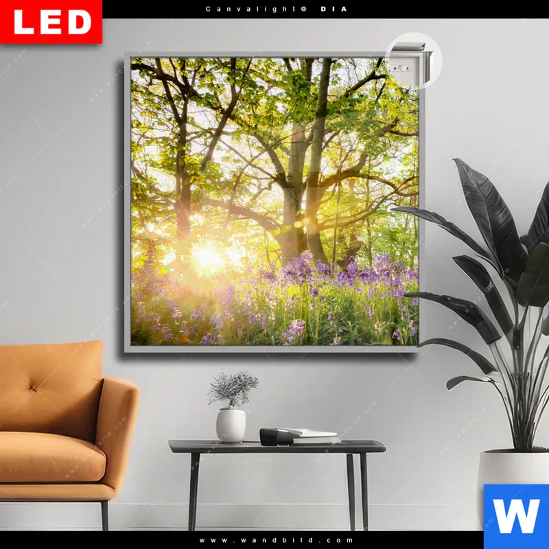 Leuchtbild Acrylglas Canvalight® DIA | Frühlingserwachen zwischen Bäumen | Quadrat