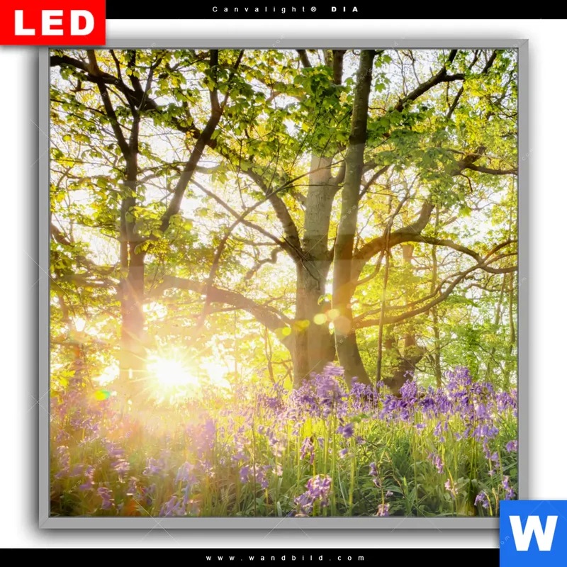 Leuchtbild Acrylglas Canvalight® DIA | Frühlingserwachen zwischen Bäumen | Quadrat