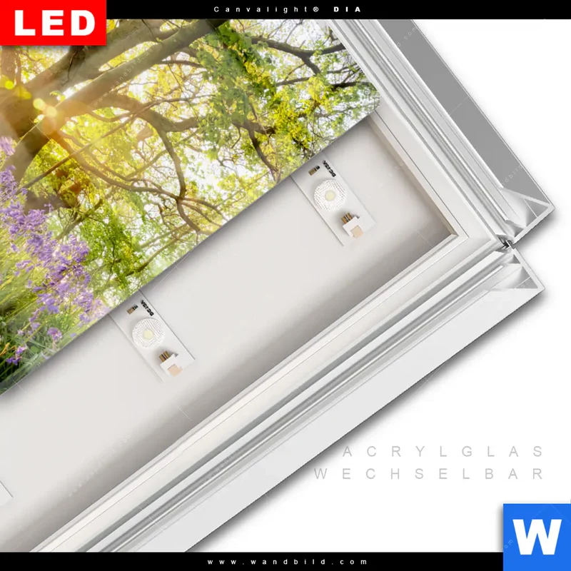 Leuchtbild Acrylglas Canvalight® DIA | Frühlingserwachen zwischen Bäumen | Quadrat