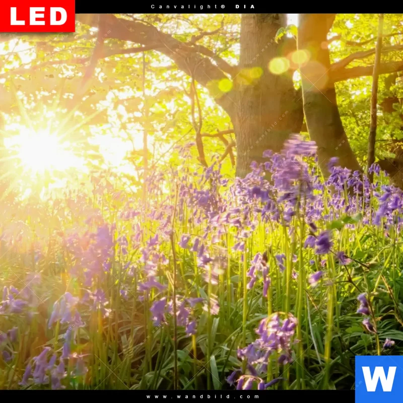 Leuchtbild Acrylglas Canvalight® DIA | Frühlingserwachen zwischen Bäumen | Quadrat
