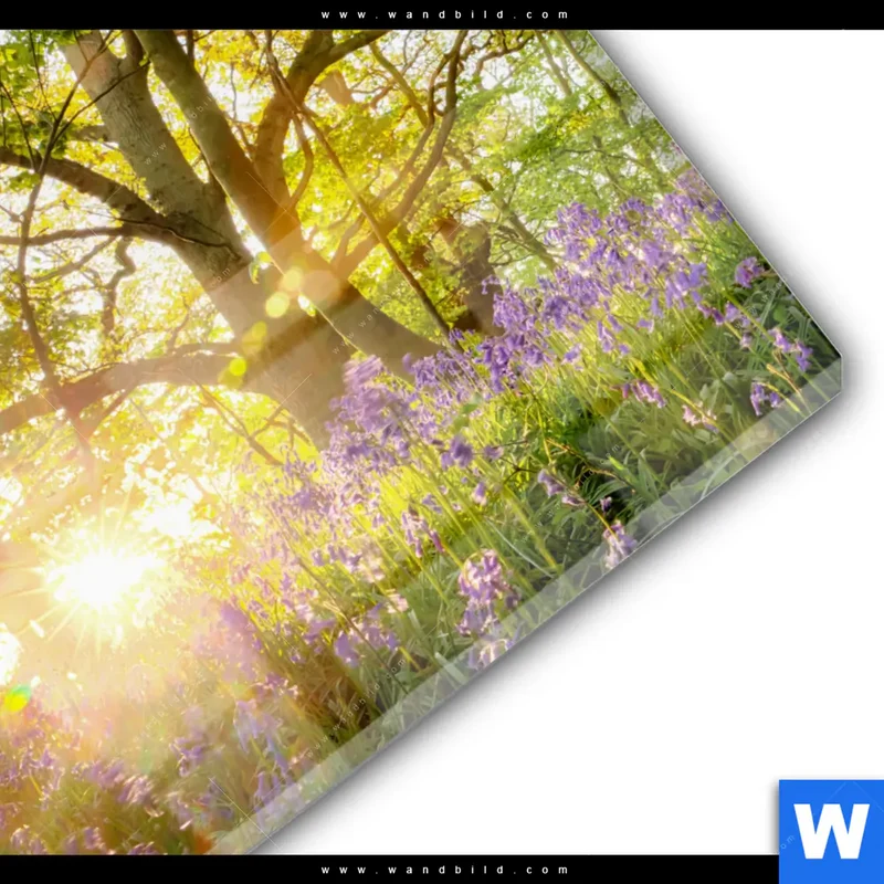 Acrylglasbild | Frühlingserwachen zwischen Bäumen | Quadrat