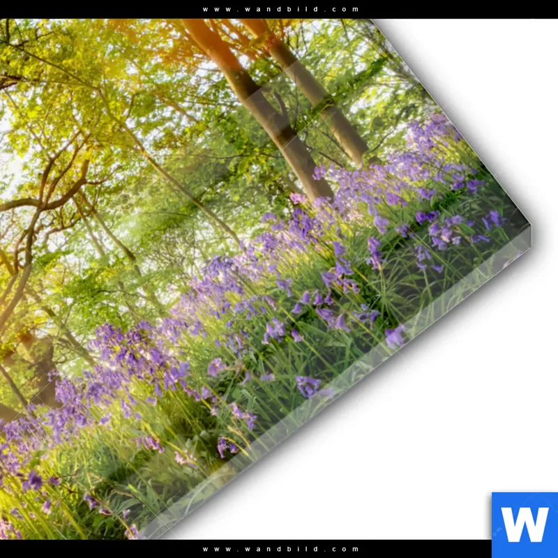 Acrylglasbild | Frühlingserwachen zwischen Bäumen | Querformat