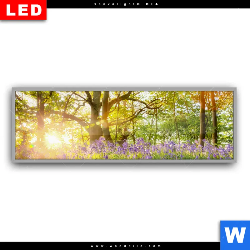 Leuchtbild Acrylglas Canvalight® DIA | Frühlingserwachen zwischen Bäumen | Panorama