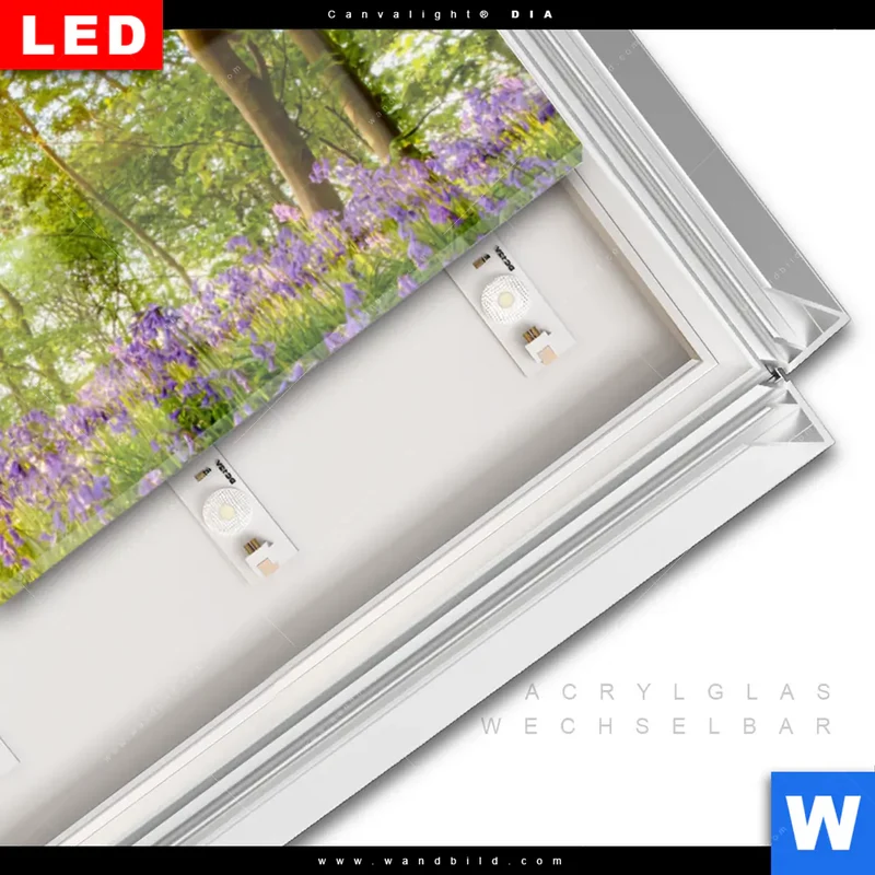 Leuchtbild Acrylglas Canvalight® DIA | Frühlingserwachen zwischen Bäumen | Panorama