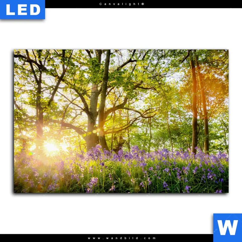 Canvalight® Leuchtbild | Frühlingserwachen zwischen Bäumen | Querformat